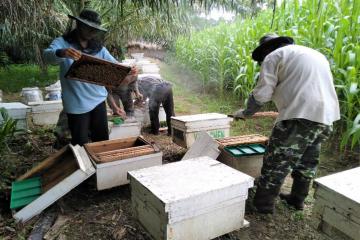 Honey production as one of the project`s sub-components.