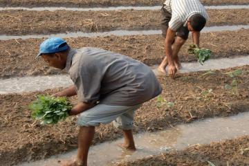 Agriculture trainees working in the field. 