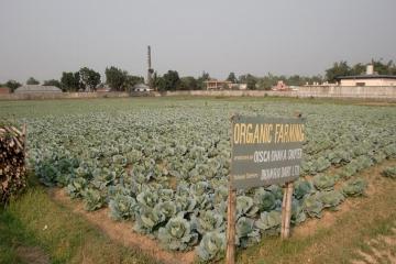 Organic cabbage grown in the training center. 