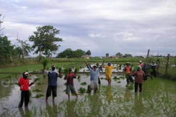 Rice planting activity involving the trainees. 