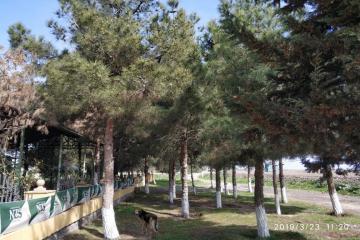 The established mini-forest  in Bahramptap District became a meeting place for the locals