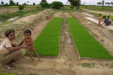 The dapog style of the Philippines introduced by Mr. Ikuo Okamura to the farmers of Myanmar