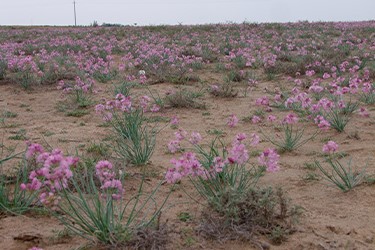 wild onion gobi desert